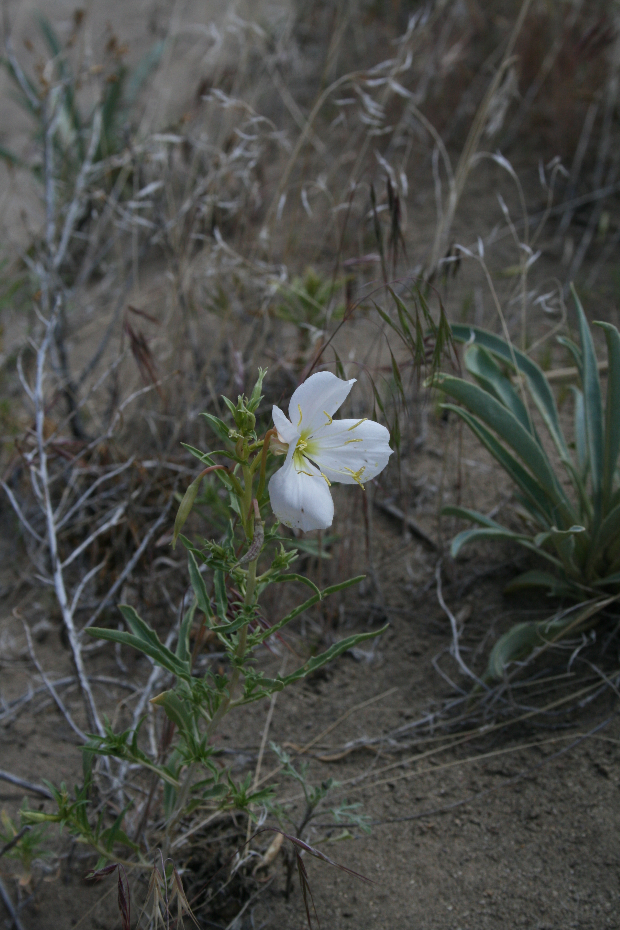 pale evening primrose(Oenothera pallida Lindl. )